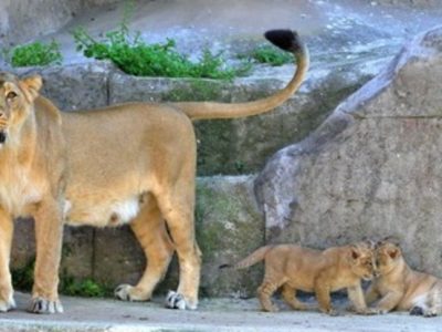 Nati due cuccioli di leone al Bioparco di Roma, i bimbi ne sceglieranno i nomi
