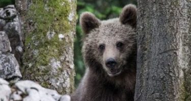 Nuova evasione per l’orso M49, il plantig...