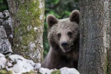 Nuova evasione per l’orso M49, il plantigrado è nuovamente libero