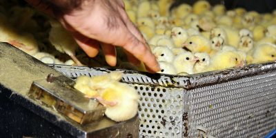 Animal Equality lancia la campagna “Fermi...