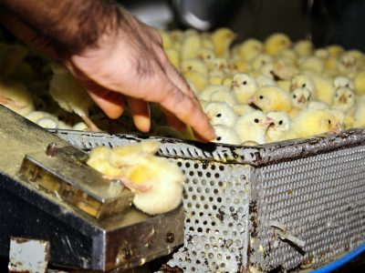 Animal Equality lancia la campagna “Fermiamo la strage di pulcini maschi”