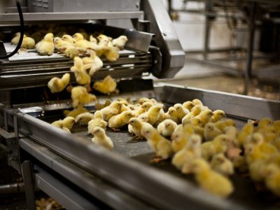 Approvato alla Camera lo stop all’abbattimento dei pulcini maschi