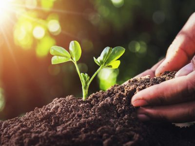 Agricoltura sostenibile, assegnate le “Spighe verdi 2020”