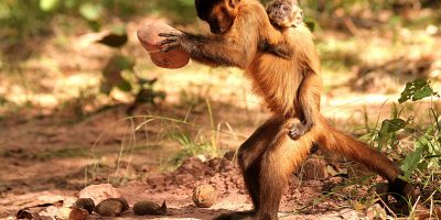 Campi coltivati invece che foreste: la cultura ...