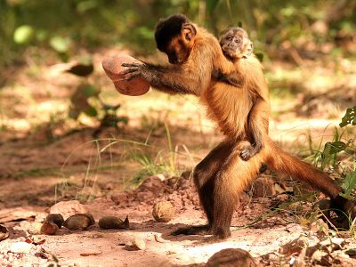 Campi coltivati invece che foreste: la cultura delle scimmie è a rischio