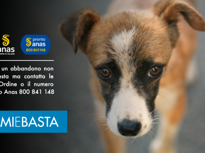 Al via la campagna #AMAMIeBASTA: Anas e LNDC contro l’abbandono degli animali