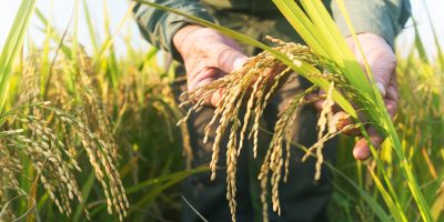 Camera, stop all’agricoltura biodinamica: salta l’equiparazione con il bio