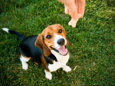 Per quale motivo il cane mangia l’erba e quando c’è da preoccuparsi