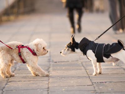 Aggressività tra cani, possibili cause e rimedi