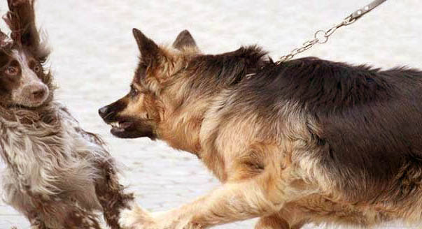 aggressività cani