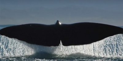 I cetacei spiaggiati vittime delle reti abbando...