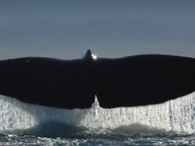 I cetacei spiaggiati vittime delle reti abbandonate o illegali