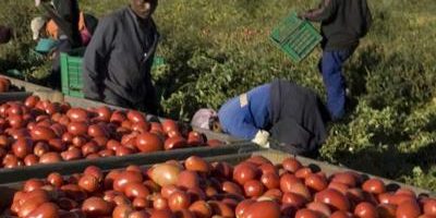 Rinnovato il contratto a operai agricoli: aumen...