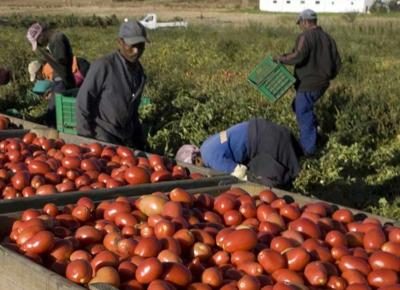 Rinnovato il contratto a operai agricoli: aumento del 4,7%