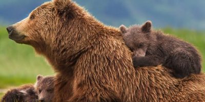 Il Tar boccia il ricorso del presidente della p...