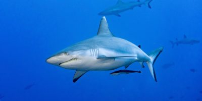 Gli squali fanno festa: oggi è la loro giornata...