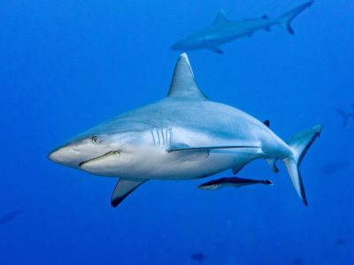 Gli squali fanno festa: oggi è la loro giornata mondiale