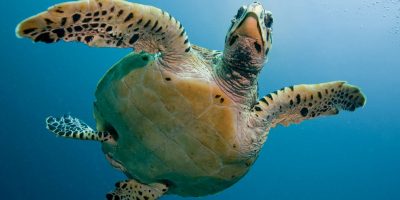 Schiusa di uova delle tartarughe “Caretta...