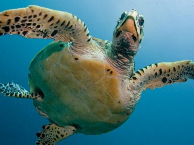 Schiusa di uova delle tartarughe “Caretta Caretta”