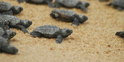 Salvati venti esemplari di piccoli di tartarugh...