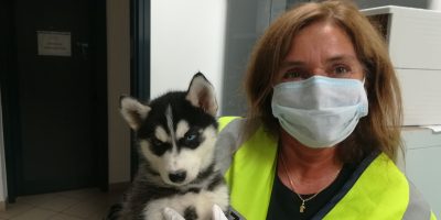 Calano gli abbandoni di cuccioli ma aumentano i...