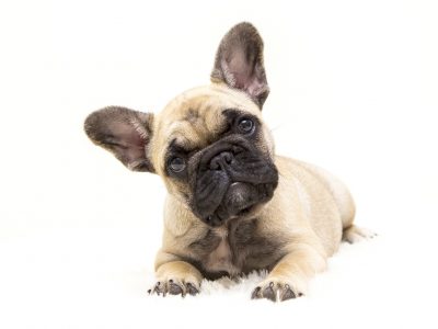 Il 26 agosto si celebra la Giornata Mondiale del Cane