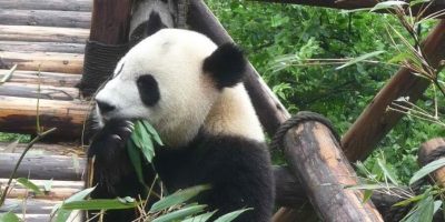 Nato un cucciolo di Panda gigante nello zoo di ...