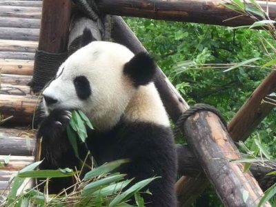 Nato un cucciolo di Panda gigante nello zoo di Washington