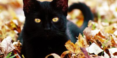Il gatto nero tra miti, leggende e superstizioni