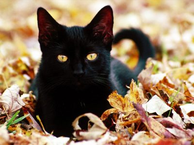 Il gatto nero tra miti, leggende e superstizioni
