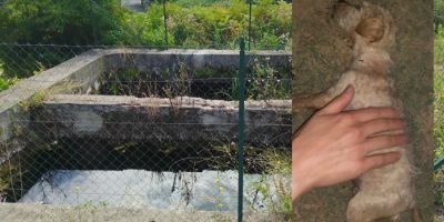 Cucciolo salvato dall’annegamento da una ...