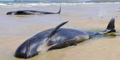 Australia, altre 200 balene spiaggiate in Tasma...