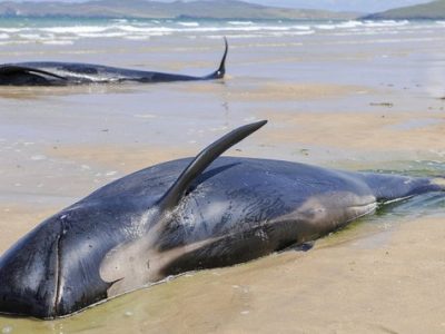 Australia, altre 200 balene spiaggiate in Tasmania. Centinaia i cetacei morti