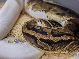 Pitone solitario da 15 anni depone nello zoo di Saint Louis (Missouri)