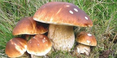 Coldiretti: «Prime piogge autunnali manna per i...