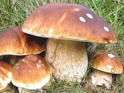 Coldiretti: «Prime piogge autunnali manna per i funghi»