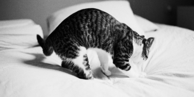 Perché il gatto urina in giro per casa: cause e...