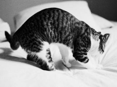 Perché il gatto urina in giro per casa: cause e motivazioni