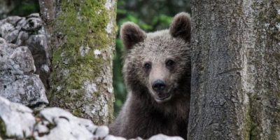 Catturato per la terza volta l’orso M49, ...