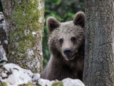 Catturato per la terza volta l’orso M49, soprannominato ‘Papillon’