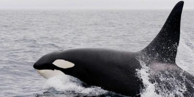 Orche attaccano imbarcazioni a vela e a motore ...