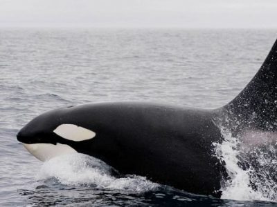 Orche attaccano imbarcazioni a vela e a motore da riporto