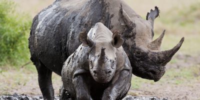 Giornata Mondiale del rinoceronte, il Wwf: 13 p...