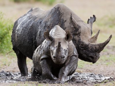 Giornata Mondiale del rinoceronte, il Wwf: 13 piccoli nati grazie al nostro progetto