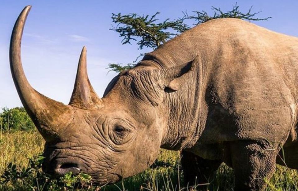 Giornata Mondiale del rinoceronte, il Wwf: 13 piccoli nati grazie al nostro  progetto