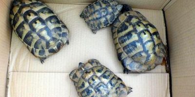 Abbandonano sette tartarughe sui binari del tre...