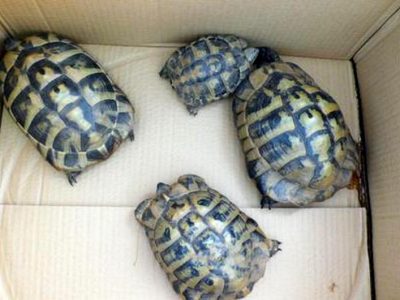 Abbandonano sette tartarughe sui binari del treno, salvate dalla Polizia