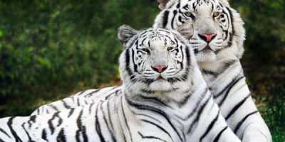 Perso più di due terzi della  popolazione di an...