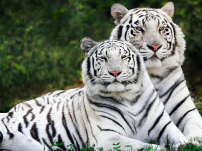Perso più di due terzi della  popolazione di animali selvatici in meno di 50 anni