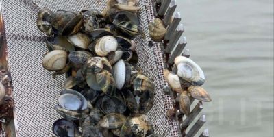 Moria di vongole,  grave danno per Cesenatico e...